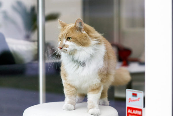 securitas-direct-alarma-para-mascotas
