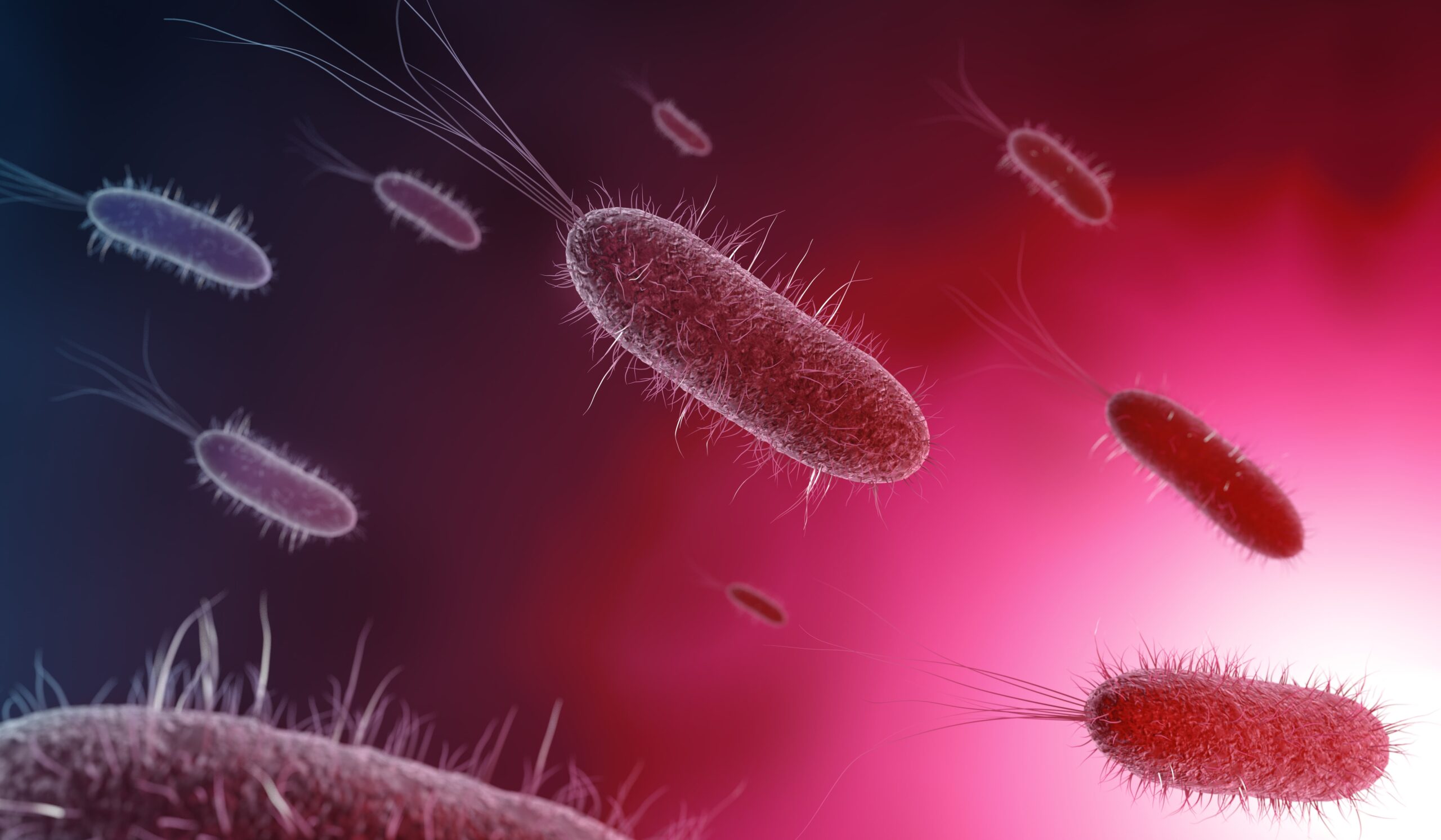 Bacterias buenas, ¿para qué sirven?