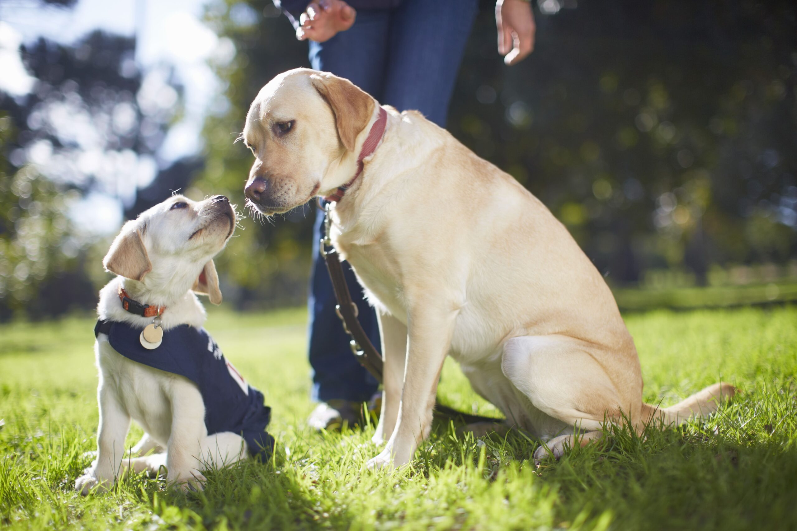 Acoger un perro guía: una labor altruista para hacer en familia